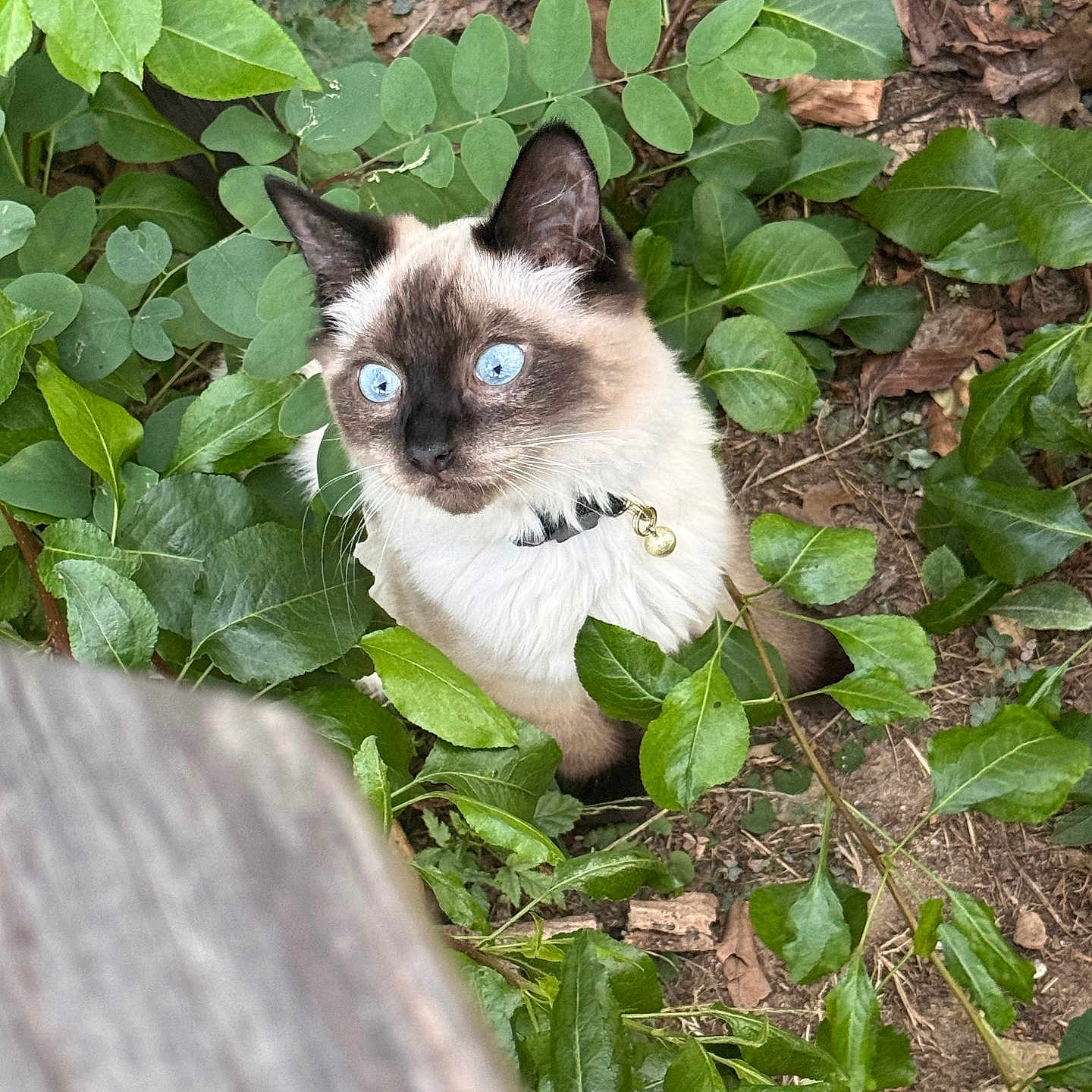Milo