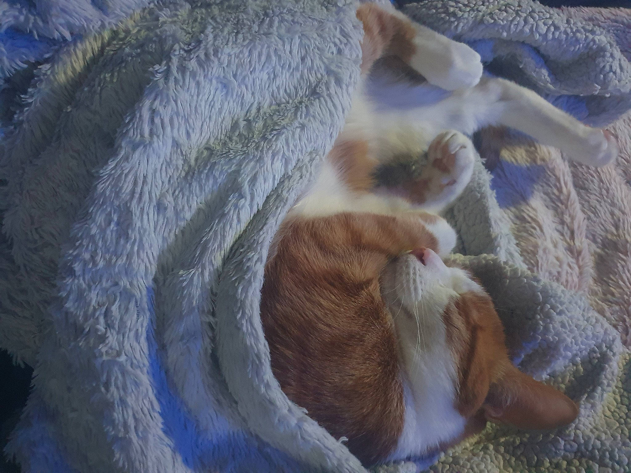 Roudoudou participe au concours pour gagner de l'argent avec cette photo : art, claw, companion_dog, dog_breed, fawn, fur, goats, grass, human_leg, livestock, paw, tail, terrestrial_animal, textile, tree, whiskers, wood, wool, working_animal, wrinkle