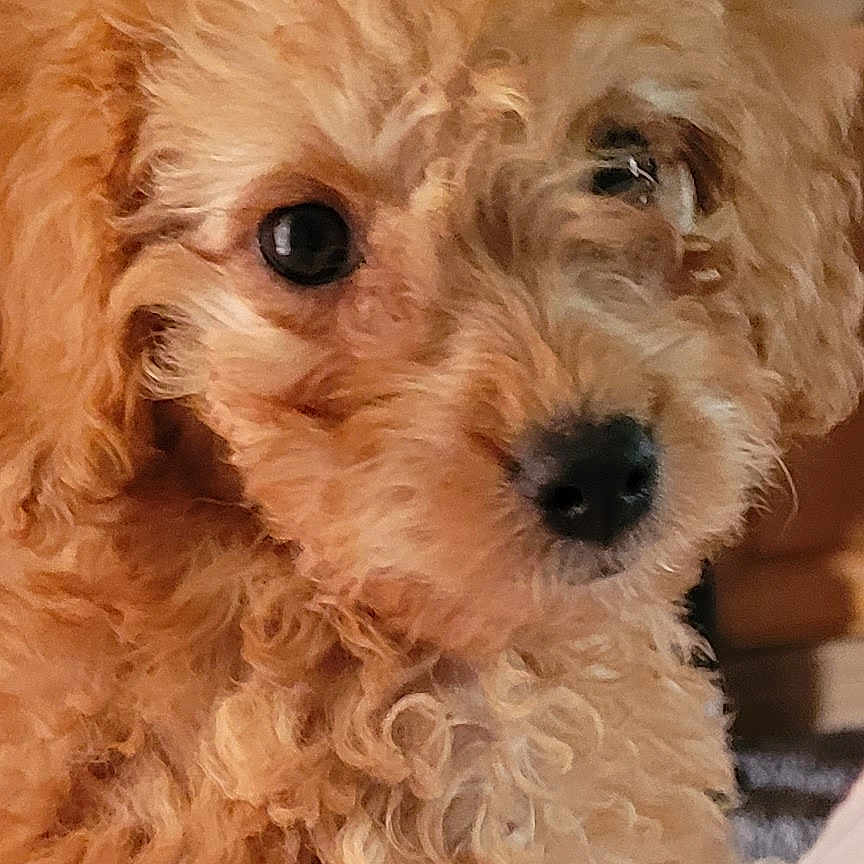 Sadie