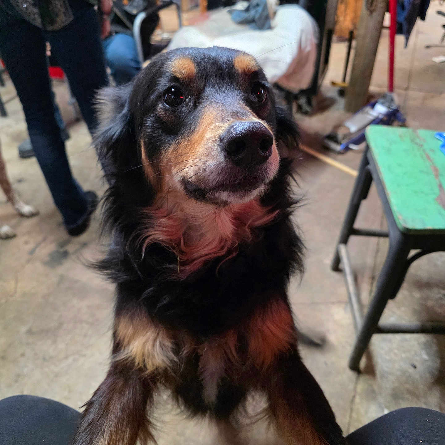 Bridgete is registered to the contest to win money with this photo: accessories, adult, animal, canine, clothing, dog, face, footwear, furniture, hound, male, man, pants, person, pet, plywood, puppy, shoe, strap, wood