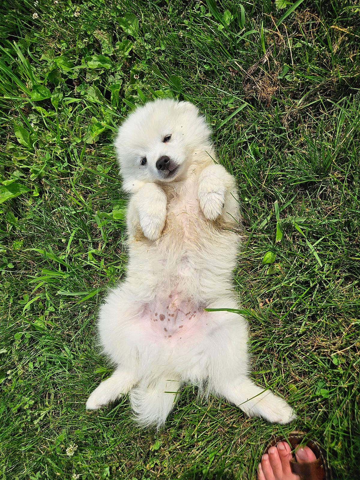 Marty joined the competition — help win amazing prizes! canidae, carnivore, companion_dog, dog, dog_breed, fur, grass, groundcover, maltepoo, non_sporting_group, plant, puppy, snout, sporting_group, tail, terrestrial_animal, toy_dog