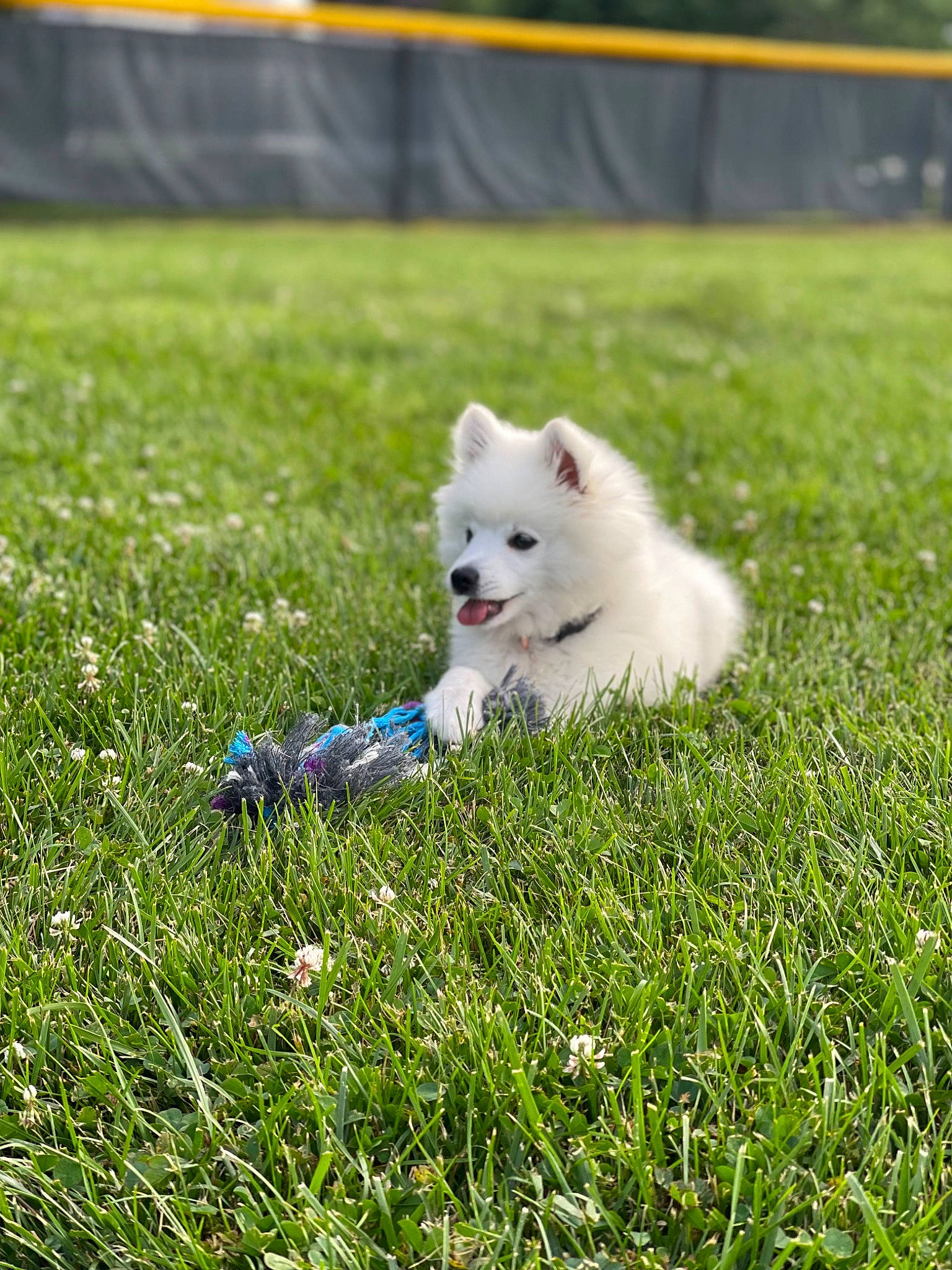 Marty is registered to the contest to win money with this photo: american_eskimo_dog, canidae, carnivore, companion_dog, dog, dog_breed, german_spitz, german_spitz_mittel, grass, grassland, groundcover, herbaceous_plant, lawn, pasture, plant, prairie, sporting_group, tail, toy_dog, volpino_italiano