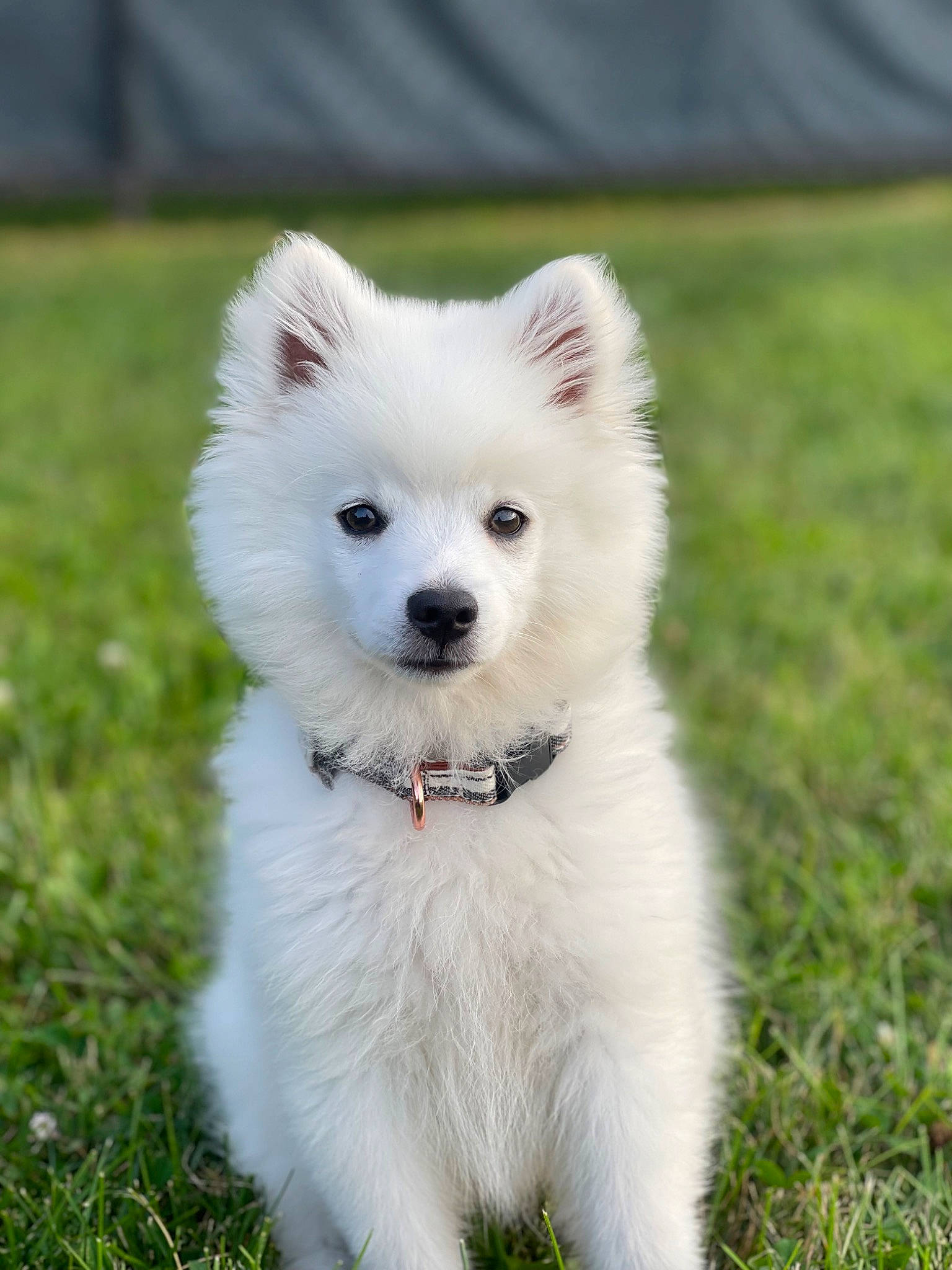 Marty joined the competition — help win amazing prizes! american_eskimo_dog, canidae, carnivore, companion_dog, dog, dog_breed, dog_supply, german_spitz, german_spitz_klein, grass, indian_spitz, japanese_spitz, non_sporting_group, samoyed, snout, spitz, sporting_group, volpino_italiano, working_animal, working_dog