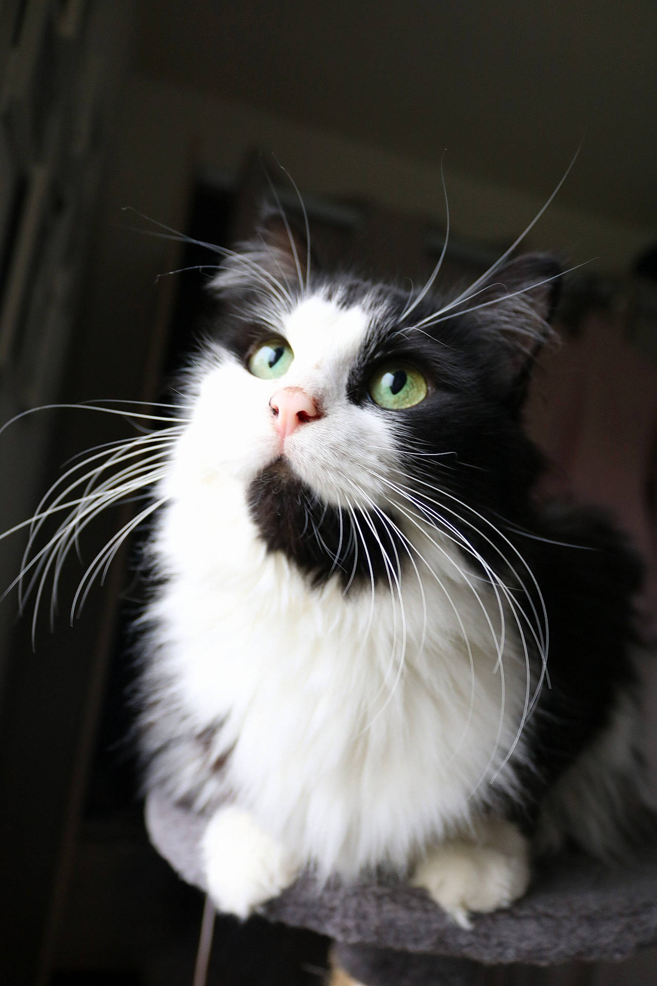 Alba a rejoint le concours — aidez-le/la à gagner de superbes lots ! carnivore, cat, curious, domestic_short_haired_cat, felidae, fur, grass, monochrome, monochrome_photography, small_to_medium_sized_cats, snout, tail, terrestrial_animal, whiskers