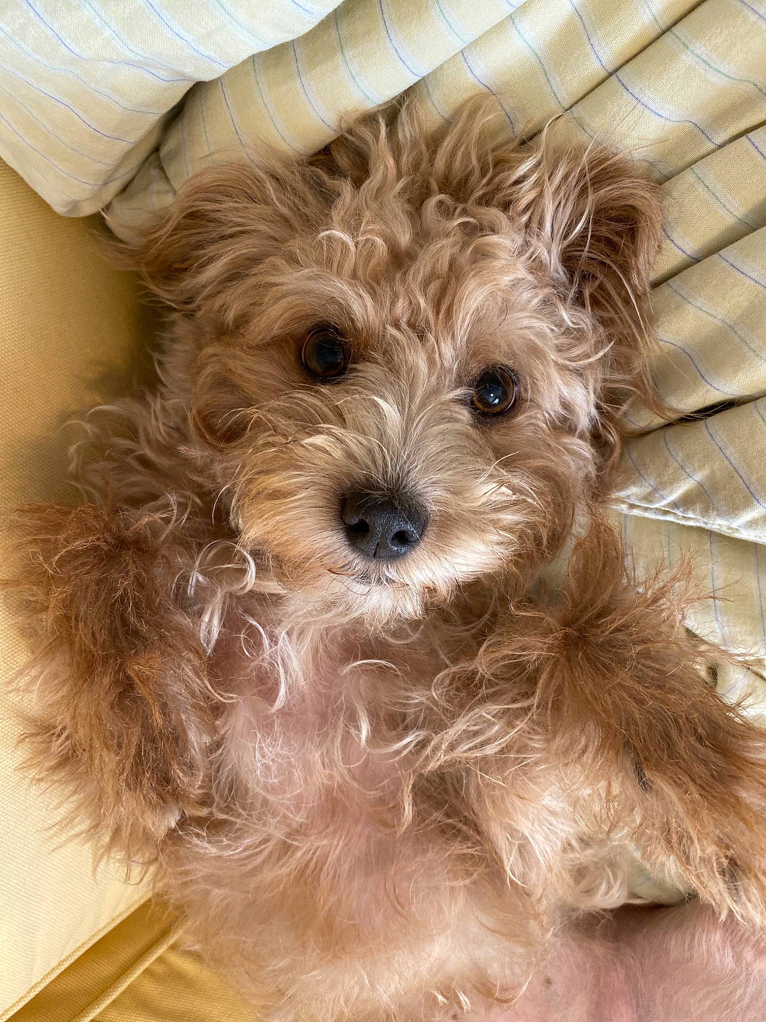 Madeline is registered to the contest to win money with this photo: cairn_terrier, canidae, carnivore, companion_dog, dog, dog_breed, dutch_smoushond, glen_of_imaal_terrier, maltepoo, mammal, morkie, poodle_crossbreed, puppy, schnoodle, small_terrier, snout, sporting_lucas_terrier, terrier, vertebrate, yorkipoo