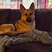 Aspen is registered to the contest to win money with this photo: animal, black_and_tan, blanket, brown_fur, canine, couch, cozy, curtain, dog, german_shepherd, home, indoors, living_room, looking_at_camera, lying_down, pet, portrait, sitting, sofa, upright_ears
