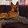 animal, black_and_tan, blanket, brown_fur, canine, couch, cozy, curtain, dog, german_shepherd, home, indoors, living_room, looking_at_camera, lying_down, pet, portrait, sitting, sofa, upright_ears