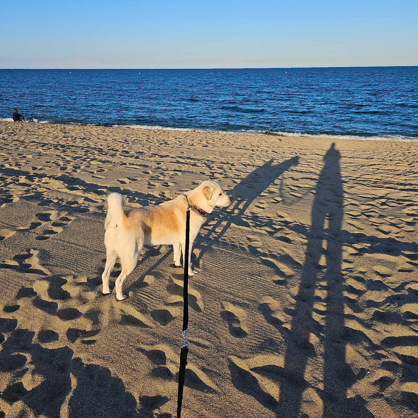 Salome a rejoint le concours — aidez-le/la à gagner de superbes lots ! accessories, animal, beach, canine, coast, dog, eskimodog, horizon, nature, outdoors, person, pet, scenery, sea, shoreline, sky, soil, strap, summer, water