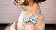 Elio a rejoint le concours — aidez-le/la à gagner de superbes lots ! dog, pet, small_dog, bow_tie, cute, sitting, fur, attentive, indoors, portrait, animal, companion, adorable, groomed, floor, brown_and_white, cute_pet, looking_away, close_up, stylish