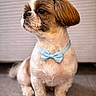 dog, pet, small_dog, bow_tie, cute, sitting, fur, attentive, indoors, portrait, animal, companion, adorable, groomed, floor, brown_and_white, cute_pet, looking_away, close_up, stylish