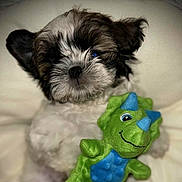 Elio participe au concours pour gagner de l'argent avec cette photo : puppy, dog, toy, plush, dinosaur, green, blue, cute, pet, fur, closeup, snuggle, animal, small, portrait, indoor, soft, face, ears, white