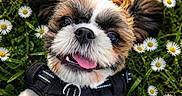 Elio a rejoint le concours — aidez-le/la à gagner de superbes lots ! animal, black_harness, closeup, cute, daisy, dog, ears, flower, fur, grass, greenery, happy, nature, outdoor, pet, playful, puppy, smiling, sunlight, tongue_out
