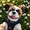 dog, puppy, grass, daisy, flower, pet, outdoor, nature, happy, tongue_out, black_harness, closeup, cute, smiling, fur, ears, sunlight, greenery, playful, animal