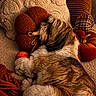 autumn, black, blanket, brown, couch, cozy, curled_up, dog, fluffy, fur, home_decor, indoors, pet, pillows, portrait, pumpkins, sleeping, small_dog, textile, white