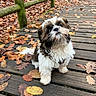 animal, autumn, black_and_white, boardwalk, cute, dog, fall, fluffy, forest, fur, leaves, long_hair, nature, outdoor, pet, portrait, shih_tzu, sitting, small_dog, wooden_bridge