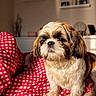 dog, shih_tzu, pet, indoor, couch, blanket, red_and_white, checkered_pattern, fur, small_dog, sunlight, cozy, home_interior, sitting, cute, animal, companion, portrait, furniture, relaxation