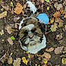 animal, autumn, blue_accessory, brown_and_white, cute, dog, fallen_leaves, fluffy, forest_floor, funny, leaf, long_hair, looking_at_camera, nature, outdoor, portrait, puppy, shih_tzu, sitting, small_dog