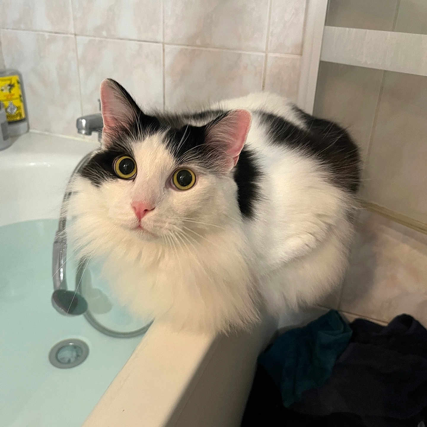 Oreo a rejoint le concours — aidez-le/la à gagner de superbes lots ! bathroom, bathtub, black_and_white, cat, clean, curious, domestic_animal, edge, feline, fluffy, fur, household, indoor, pet, pink_nose, reflection, relaxed, tile_wall, water, wide_eyes