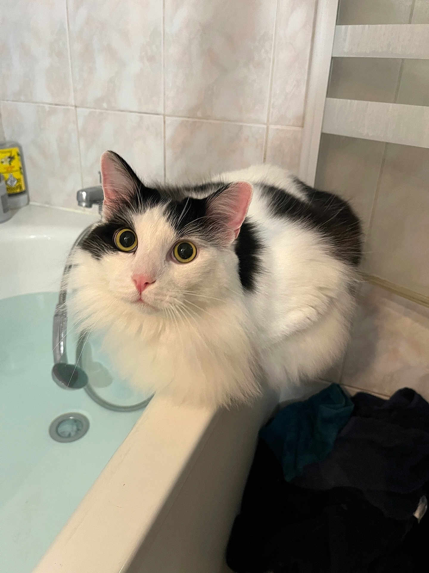 Oreo