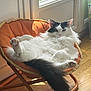 cat, fluffy, black_and_white, lounging, chair, orange_cushion, indoor, sunlight, window, wooden_floor, relaxed, pet, feline, cozy, home, tail, paw, fur, domestic, resting