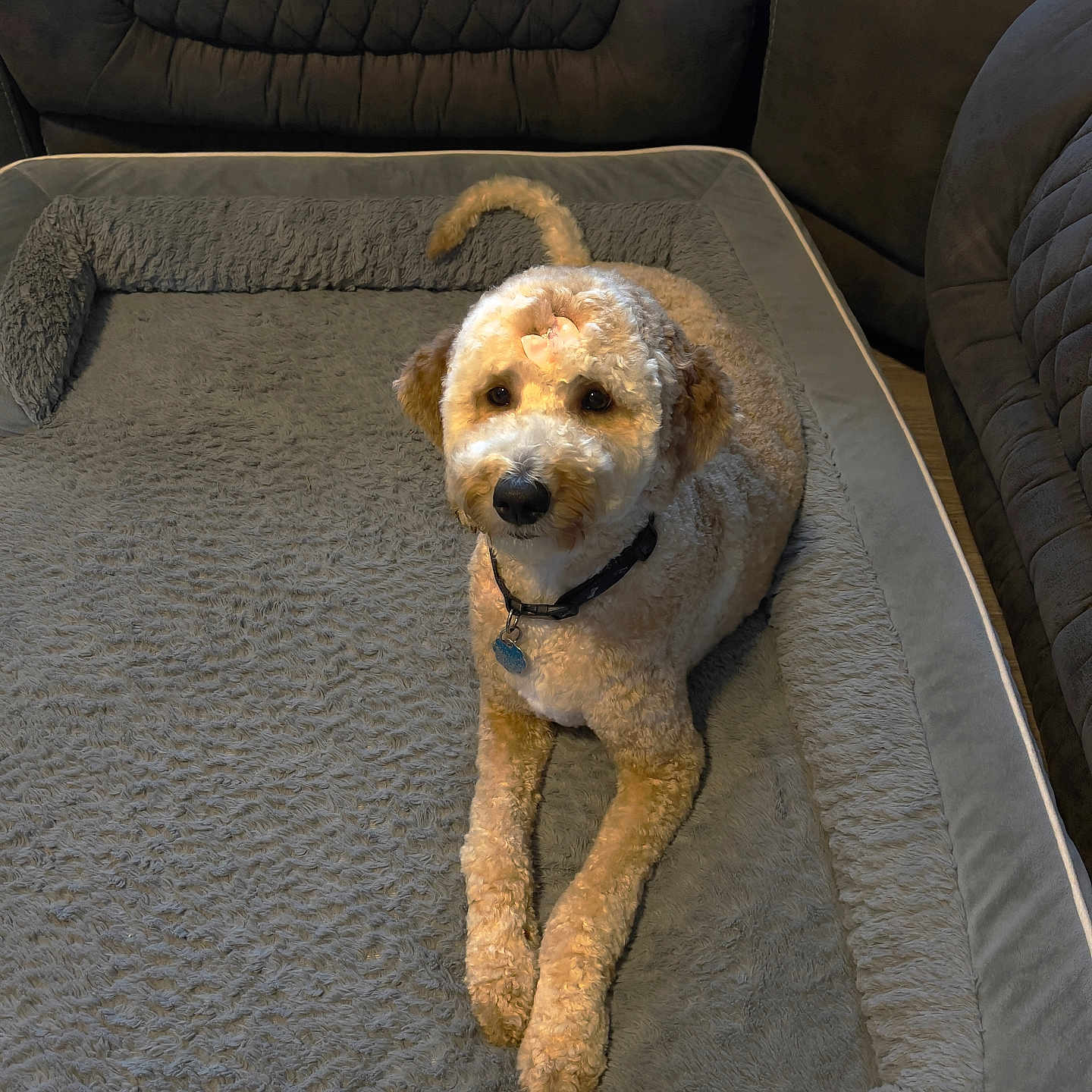 Kloie is registered to the contest to win money with this photo: animal, bed, brown, canine, collar, companion, cozy, curly_hair, cute, dog, fur, furniture, gray, home, indoor, looking_up, pet, plush, quilted, relaxed