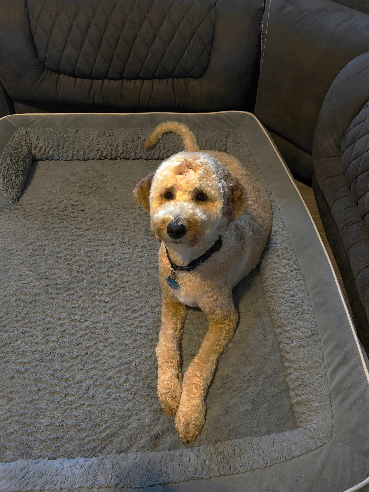 Kloie is registered to the contest to win money with this photo: animal, bed, brown, canine, collar, companion, cozy, curly_hair, cute, dog, fur, furniture, gray, home, indoor, looking_up, pet, plush, quilted, relaxed