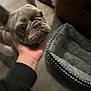 dog, french_bulldog, pet, hand, indoor, carpet, dog_bed, footwear, sneaker, animal, close_up, blurred, canine, companion, domestic, mammal, cute, face, ears, person
