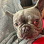 dog, french_bulldog, close_up, face, pet, animal, cozy, blanket, indoor, resting, fur, ears, nose, eyes, expression, laying, soft, brown_eyes, wrinkles, companion