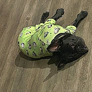 Bella joined the competition — help win amazing prizes! dog, black_dog, pet_clothing, onesie, floor, wooden_floor, indoor, pet, animal, cute, lying_down, looking_up, shadow, pug, small_dog, green_clothing, sleepwear, cozy, playful, companion
