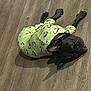 dog, black_dog, pet_clothing, onesie, floor, wooden_floor, indoor, pet, animal, cute, lying_down, looking_up, shadow, pug, small_dog, green_clothing, sleepwear, cozy, playful, companion