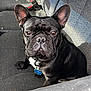 dog, french_bulldog, black_dog, pet, animal, car_seat, collar, tag, ears, face, fur, cute, portrait, sitting, indoor, companion, canine, looking, closeup, domestic_animal