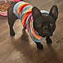 dog, french_bulldog, pet, sweater, colorful, striped, indoor, floor, food_bowl, pink_tray, looking_up, curious, black_dog, animal, companion, cute, small_dog, canine, domestic, house