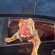 Gotti joined the competition — help win amazing prizes! bulldog, dog, car, window, night, harness, pet, animal, paw, black_car, wrinkles, outdoor, canine, transportation, vehicle, roadside, expression, mammal, leisure, domestic_animal