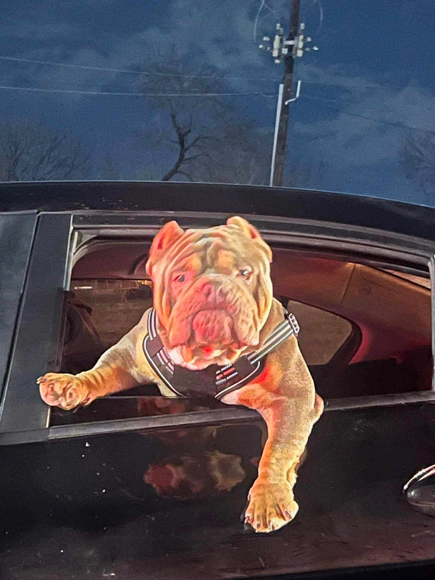 Gotti joined the competition — help win amazing prizes! bulldog, dog, car, window, night, harness, pet, animal, paw, black_car, wrinkles, outdoor, canine, transportation, vehicle, roadside, expression, mammal, leisure, domestic_animal