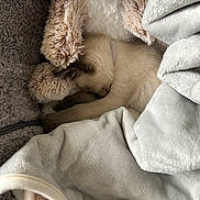 Binx is registered to the contest to win money with this photo: kitten, cat, sleeping, stuffed_animal, bunny, blanket, soft, cozy, fur, plush, nap, pet, animal, indoor, cute, resting, comfort, snuggling, beige, gray