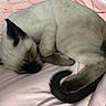 cat, siamese_cat, sleeping, curled_up, fur, pet, animal, whiskers, tail, pink_blanket, cozy, resting, cute, domestic_cat, soft, relaxed, indoor, feline, mammal, peaceful