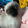 cat, siamese_cat, sleeping, close_up, pet, feline, indoor, blanket, soft, cozy, fur, whiskers, ear, nose, pink, yellow, blue, resting, cute, animal