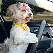 Kiara is registered to the contest to win money with this photo: animal, bow, bowtie, brown_fur, car, cute, dashboard, dog, fluffy, happy, inside_car, pet, playful, road, seat, steering_wheel, sunlight, tongue_out, white_fur, window