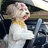 animal, bow, bowtie, brown_fur, car, cute, dashboard, dog, fluffy, happy, inside_car, pet, playful, road, seat, steering_wheel, sunlight, tongue_out, white_fur, window
