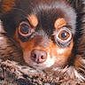 Chanel participe au concours pour gagner de l'argent avec cette photo : puppy, dog, small_dog, chihuahua, portrait, close_up, face, eyes, wide_eyes, nose, fur, brown_fur, black_fur, tan_markings, fluffy_blanket, cozy, indoors, cute, animal, photography