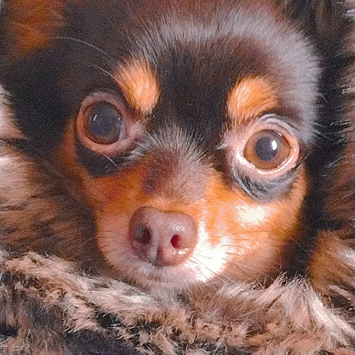 Chanel participe au concours pour gagner de l'argent avec cette photo : puppy, dog, small_dog, chihuahua, portrait, close_up, face, eyes, wide_eyes, nose, fur, brown_fur, black_fur, tan_markings, fluffy_blanket, cozy, indoors, cute, animal, photography