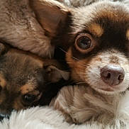 Chanel participe au concours pour gagner de l'argent avec cette photo : puppy, puppies, dog, dogs, animal, pet, canine, fluffy, fur, brown, black, white, face, eyes, nose, cuddling, sleeping, blanket, close_up, portrait