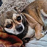 Siana participe au concours pour gagner de l'argent avec cette photo : black_nose, blanket, brown_and_white, canine, chihuahua, close_up, couch, cozy, cute, dog, fur, indoors, lying_down, multiple_dogs, pet, portrait, relaxed, sleeping, small_dog, wide_eyes