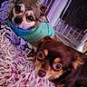 Siana a rejoint le concours — aidez-le/la à gagner de superbes lots ! animal, black_fur, blanket, brown_fur, cage, chihuahua, close_up, cozy, cute, dogs, indoors, large_eyes, pet, portrait, puppies, purple_lighting, shaggy_blanket, small_dogs, sweater, turquoise_clothing