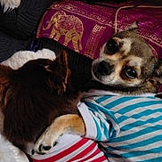 Siana participe au concours pour gagner de l'argent avec cette photo : animal, bed, black_and_brown, blanket, brown_and_white, cat, chihuahua, close_up, colorful, cuddling, cute, dog, fluffy, indoors, pet, portrait, relaxed, short_hair, sleeping, striped_clothing