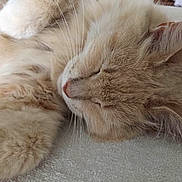 Fluffy is registered to the contest to win money with this photo: cat, sleeping, close_up, furry, whiskers, paw, indoor, pet, beige_cat, portrait, cozy, nap, feline, soft_texture, ear, fur, home, resting, blanket, relaxed