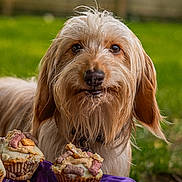 Nutmeg is registered to the contest to win money with this photo: dog, cupcakes, purple_cloth, outdoor, green_background, close_up, scruffy, pet, animal, food, treats, eyes, fur, snout, collar, garden, grass, nature, cute, focus