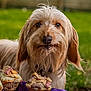 dog, cupcakes, purple_cloth, outdoor, green_background, close_up, scruffy, pet, animal, food, treats, eyes, fur, snout, collar, garden, grass, nature, cute, focus