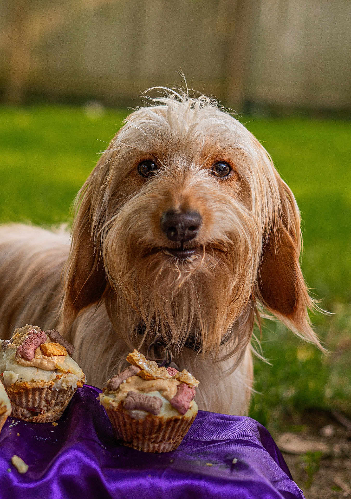 Nutmeg is registered to the contest to win money with this photo: dog, cupcakes, purple_cloth, outdoor, green_background, close_up, scruffy, pet, animal, food, treats, eyes, fur, snout, collar, garden, grass, nature, cute, focus