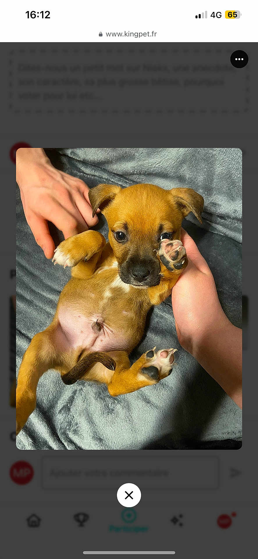 Niaks a rejoint le concours — aidez-le/la à gagner de superbes lots ! adorable, animal, blanket, brown_dog, canine, close_up, cute, dog, fur, human_hand, indoor, lying_down, paw, paw_pad, pet, puppy, relaxed, small_dog, soft_texture, young_dog